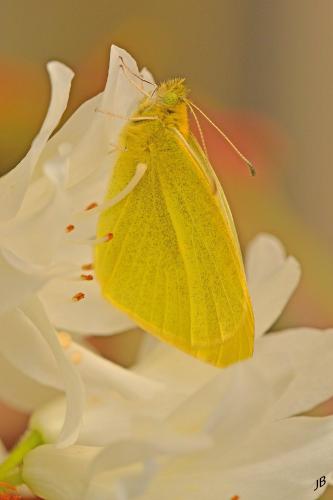 Réf. 250 480 : Pieris rapae